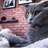 Scottish Fold, Kedi  Çakıl fotoğrafı