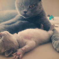 Scottish Fold, Kedi  Çakıl fotoğrafı