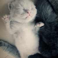 Scottish Fold, Kedi  Çakıl fotoğrafı