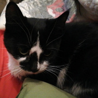 Tekir Kedi, Kedi  Pera fotoğrafı
