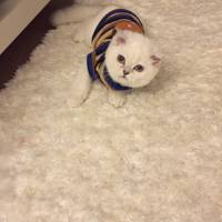 Scottish Fold, Kedi  Akhilleus fotoğrafı