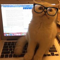 Scottish Fold, Kedi  Akhilleus fotoğrafı