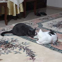 Tekir Kedi, Kedi  Kül ve Ares fotoğrafı