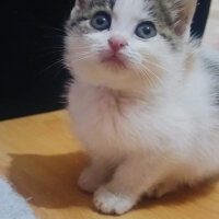 Tekir Kedi, Kedi  Prenses fotoğrafı