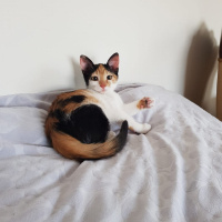 Tekir Kedi, Kedi  Arya fotoğrafı