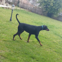 Doberman Pinscher, Köpek  Arya fotoğrafı