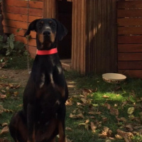 Doberman Pinscher, Köpek  Arya fotoğrafı