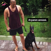 Doberman Pinscher, Köpek  Arya fotoğrafı