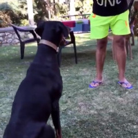 Doberman Pinscher, Köpek  Arya fotoğrafı