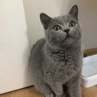 British Shorthair, Kedi  Fıkı fotoğrafı