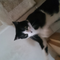 Tuxedo (Smokin) Kedi, Kedi  Toprak fotoğrafı