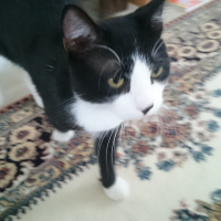Tuxedo (Smokin) Kedi, Kedi  Toprak fotoğrafı
