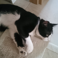 Tuxedo (Smokin) Kedi, Kedi  Toprak fotoğrafı