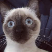 Siyam Kedisi, Kedi  Tesla fotoğrafı