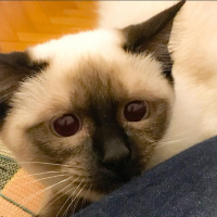 Siyam Kedisi, Kedi  Tesla fotoğrafı