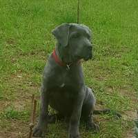 Cane Corso Italiano, Köpek  Herkül fotoğrafı