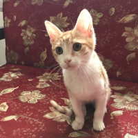 Sarman, Kedi  Eyşan fotoğrafı