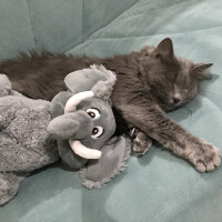 Nebelung, Kedi  Duman fotoğrafı