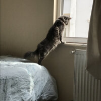 Nebelung, Kedi  Duman fotoğrafı