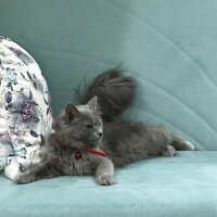 Nebelung, Kedi  Duman fotoğrafı