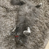 Nebelung, Kedi  Duman fotoğrafı