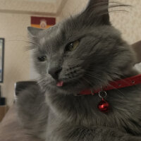 Nebelung, Kedi  Duman fotoğrafı