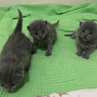 Nebelung, Kedi  Duman fotoğrafı