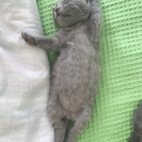 Nebelung, Kedi  Duman fotoğrafı