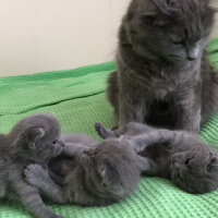 Nebelung, Kedi  Duman fotoğrafı