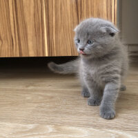 Nebelung, Kedi  Duman fotoğrafı