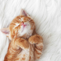 Sarman, Kedi  Tarçın fotoğrafı