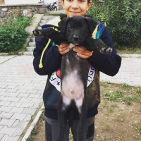 İskoç Terrier, Köpek  Asil fotoğrafı