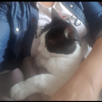 Tuxedo (Smokin) Kedi, Kedi  Çarşı fotoğrafı