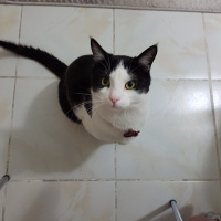 Tuxedo (Smokin) Kedi, Kedi  Çarşı fotoğrafı