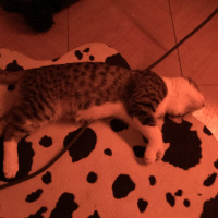 Tekir Kedi, Kedi  Tekir Erkek fotoğrafı