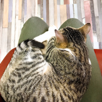 Tekir Kedi, Kedi  Tekir Erkek fotoğrafı