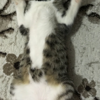 Tekir Kedi, Kedi  Tekir Erkek fotoğrafı