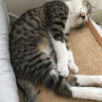 Tekir Kedi, Kedi  Tekir Erkek fotoğrafı