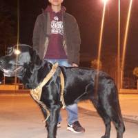 Labrador Retriever, Köpek  Gece fotoğrafı