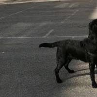 Labrador Retriever, Köpek  Gece fotoğrafı