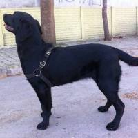 Labrador Retriever, Köpek  Gece fotoğrafı