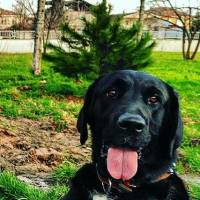 Labrador Retriever, Köpek  Gece fotoğrafı