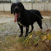 Labrador Retriever, Köpek  Gece fotoğrafı