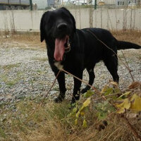 Labrador Retriever, Köpek  Gece fotoğrafı