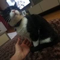 Tuxedo (Smokin) Kedi, Kedi  Çiki fotoğrafı