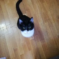 Tuxedo (Smokin) Kedi, Kedi  Çiki fotoğrafı