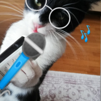 Tuxedo (Smokin) Kedi, Kedi  Çiki fotoğrafı