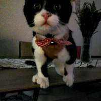 Tuxedo (Smokin) Kedi, Kedi  Çiki fotoğrafı