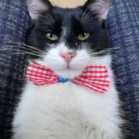 Tuxedo (Smokin) Kedi, Kedi  Çiki fotoğrafı