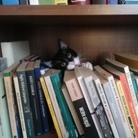 Tuxedo (Smokin) Kedi, Kedi  Çiki fotoğrafı